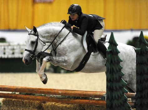 such a lovely grey | Show jumping horses, Eventing horses, Cute horses