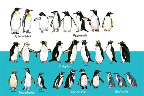 Extinct Penguin Species