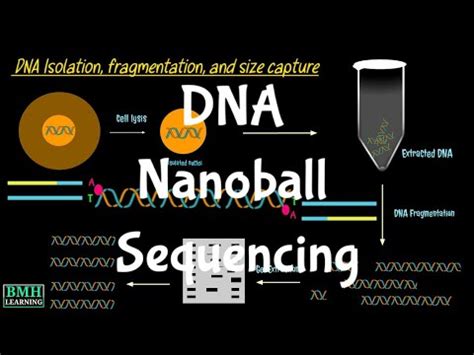 Nanoball Sequencing | DNA Nanoball Sequencing | - YouTube