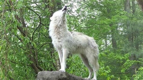 What 30 Wolves Howling Sounds Like - YouTube