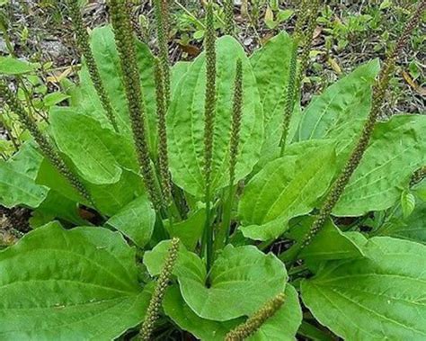 Broadleaf Plantain Seeds Plantago Major Common Plantain | Etsy