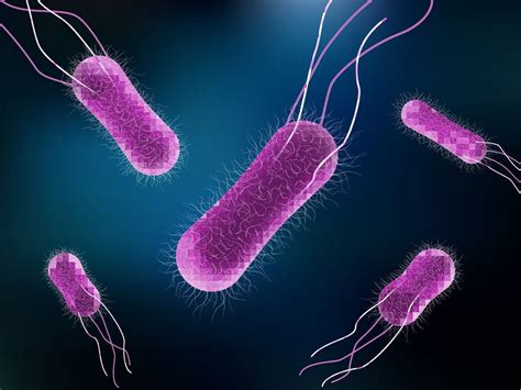 Salmonella Bacteria