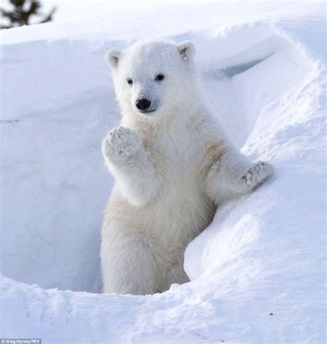 Cute Baby Polar Bears Wallpapers - Wallpaper Cave