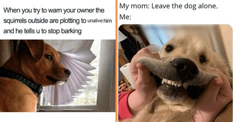 Bad Dog: Funniest Rebellious Dog Memes of the Week That Perfectly ...