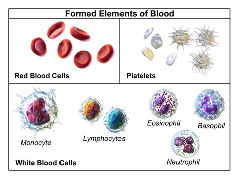 What Is The Difference Between The Red And White Blood Cells | Images ...