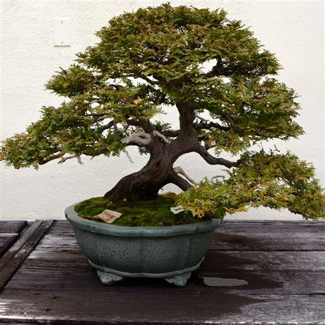 Bonsai trees for sale, Bonsai plants for sale, Bonsai plants