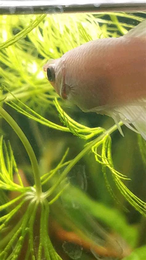 Betta Fish: Are those worms coming out of his gills? (more info in ...