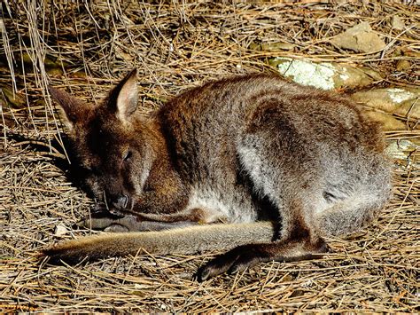 Sleeping Wallaby Photograph by Carolyn Emptage