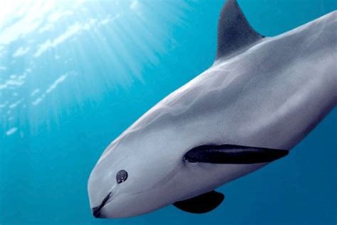 Vaquita | Endangered animals, Animals, Rare animals