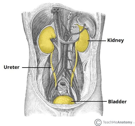 54+ Urinary Bladder Diagram - RichmondLogann