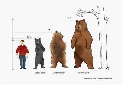 Bear Size Comparison Chart