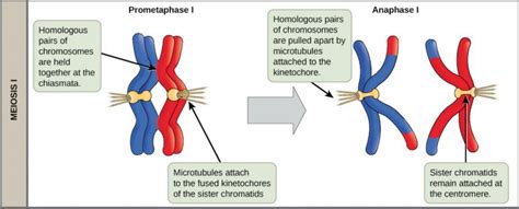 Meiosis I – Principles of Biology