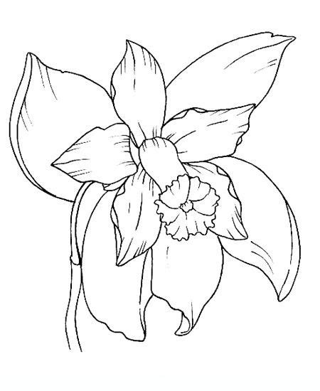 Orchid Flowers coloring pages in 2023 | Flower coloring pages, Orchid ...