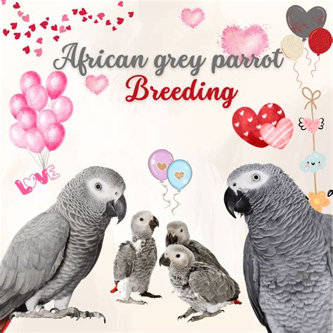 African grey parrot breeding - African gray parrot breeding season