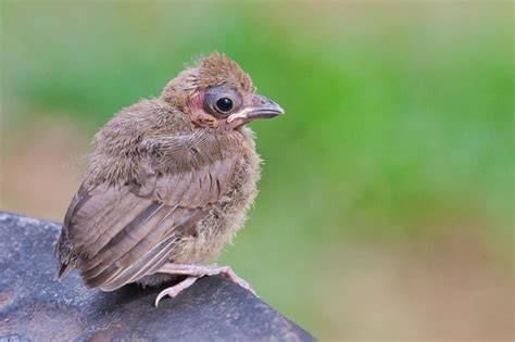 A Close Encounter with a Northern Cardinal Fledgling