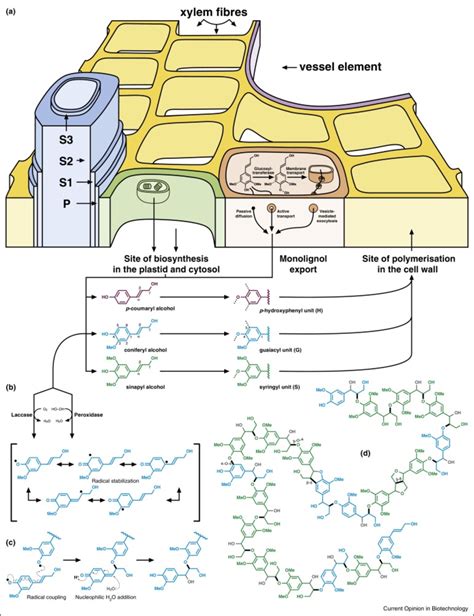 Lignin Cell Wall