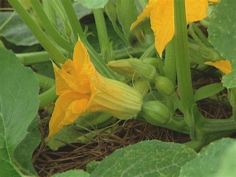 pumpkin plant