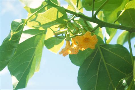 Cordia ( Cordia subcordata ) Flowers | Plants, Plant leaves, Flowers