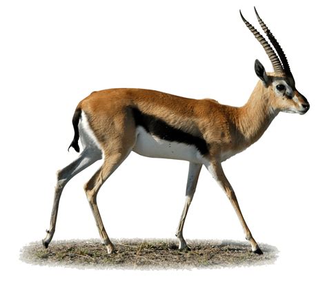 Gazelle PNG Transparent Gazelle.PNG Images. | PlusPNG