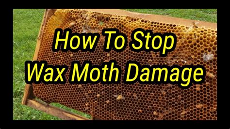 How To Stop Wax Moth Damage - YouTube