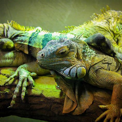 REPTILIA ZOO AND EDUCATION CENTRE VAUGHAN - All You MUST Know Before ...