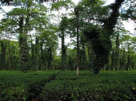 Tinsukia, Assam, India - Teas | RateTea