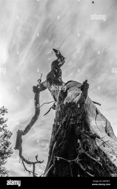 A dead tree in Black and White Stock Photo - Alamy