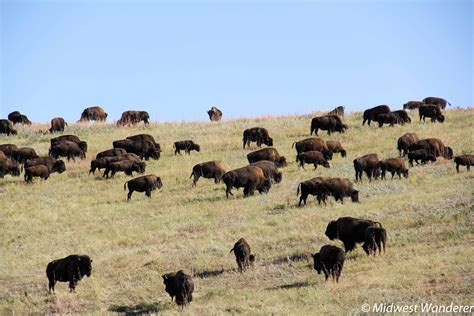 Custer State Park Buffalo Roundup