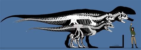 Majungasaurus, Carnotaurus, subadult Pycnonemosaurus and 'Titanovenator ...