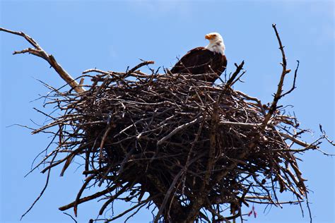 Bald Eagle in Her Nest - a photo on Flickriver