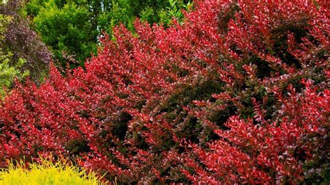 How to Use Barberry in the Landscape with these Recommendations