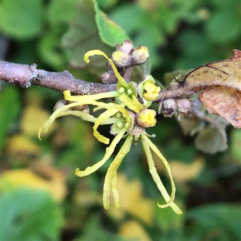 Witch hazel (Hamamelis virginiana) – Seashore to Forest Floor