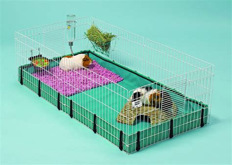 Guinea Pig Cage Size Guide - The Best Homes For Guinea Pigs