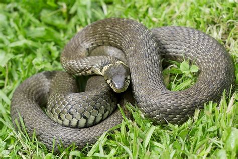 Grass snake - Stock Image - Z785/0349 - Science Photo Library