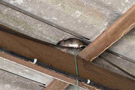 Are Roof Rats Dangerous? - McCall Service