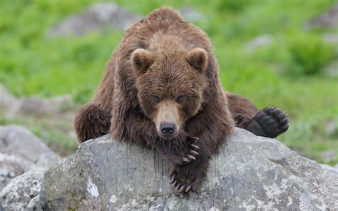 Fotos de Osos, imágenes del Oso Pardo en la Naturaleza