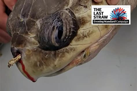 The Last Straw: Injured turtle with a 12cm plastic straw stuck up its ...