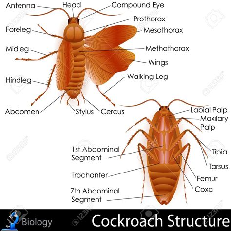 Image result for anatomy of a cockroach Insect Anatomy, Banner Printing ...