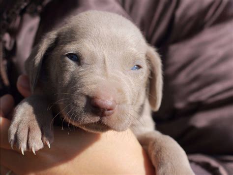 AlamoStar Weimaraners - Weimaraner Puppies For Sale