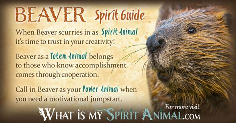 In-depth Beaver Symbolism & Beaver Meanings! Beaver as a Spirit, Totem ...