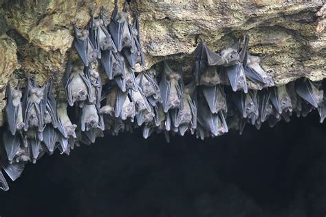 Marburg Virus Can't Kill Egyptian Fruit Bats. Why? | The Brink | Boston ...