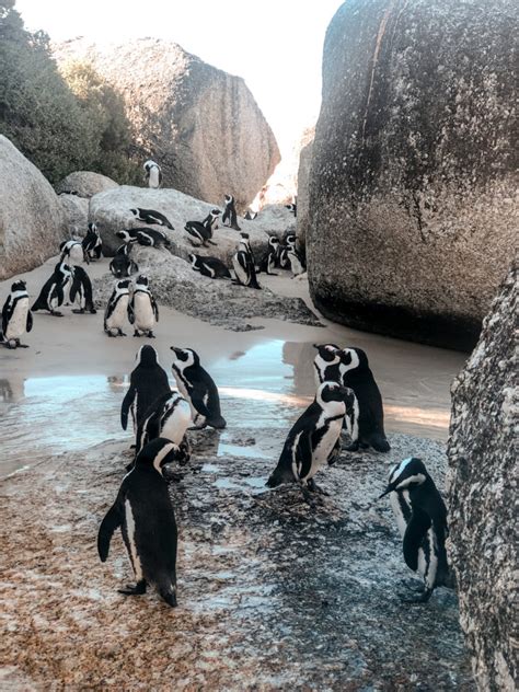 How to Visit the Penguins at Boulders Beach | WORLD OF WANDERLUST