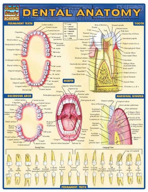 Dental anatomy reference_guide