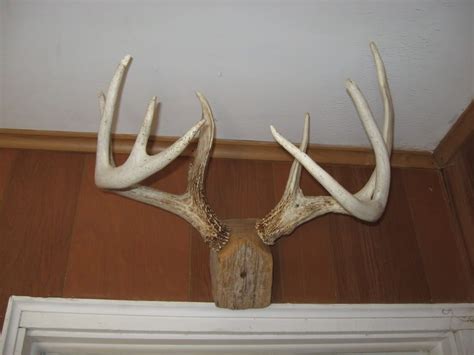 How To Mount Shed Antlers - HOWTOVH