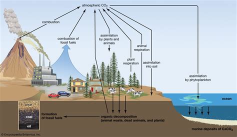 Carbon sequestration | Definition, Methods, & Climate Change | Britannica