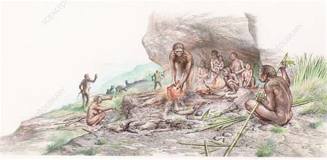 Homo erectus cooking meat, illustration - Stock Image - C037/4791 ...