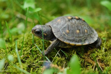 What Fruits and Vegetables Can Box Turtles Eat? - TurtleHolic