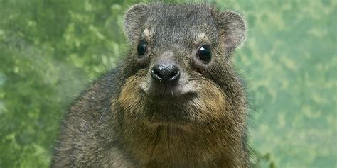 Rock hyrax | Smithsonian's National Zoo