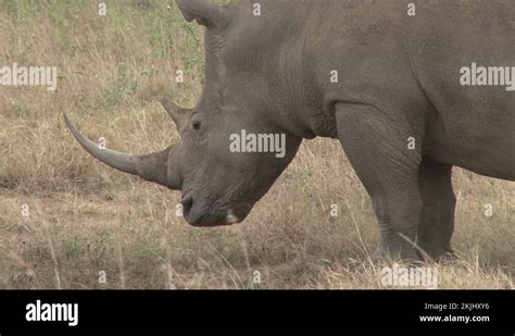 Rhino horn medicine Stock Videos & Footage - HD and 4K Video Clips - Alamy