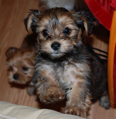 Shorkie Puppies: Reagan - 8 wk Shorkie puppy